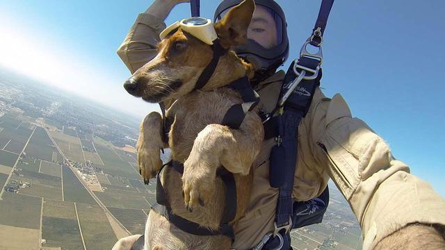 军犬1200米高空跳伞一脸淡定