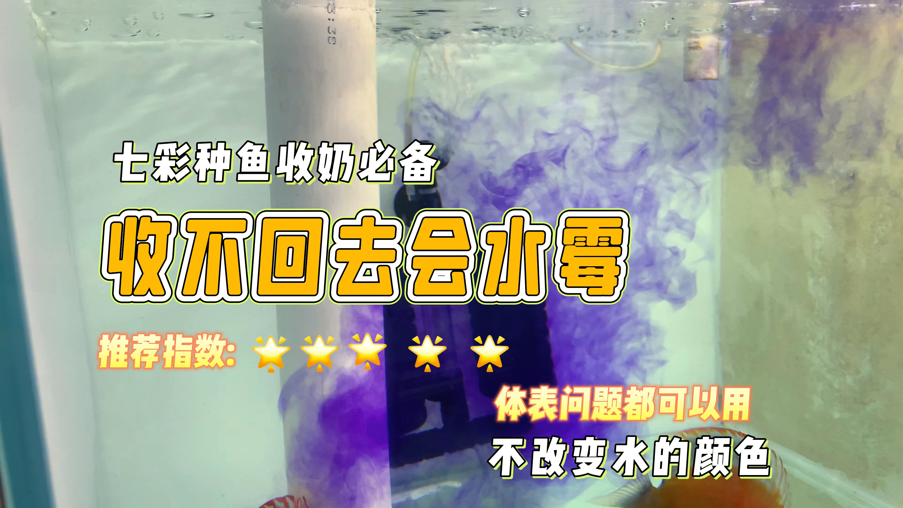 七彩神仙鱼种鱼在小鱼苗下身后如果没有及时的收回奶水一定要辅助