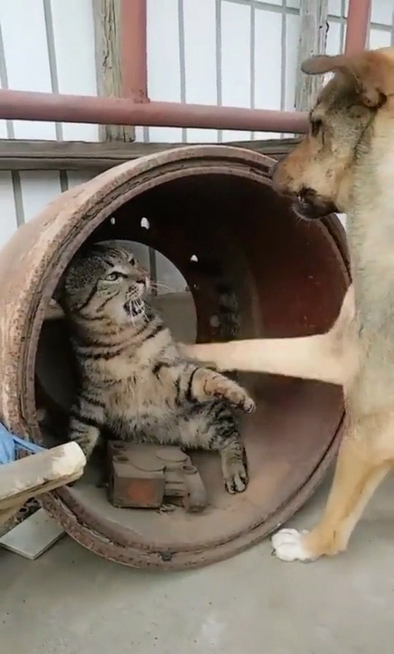 狗子真是在死亡的边缘,疯狂的试探呀!