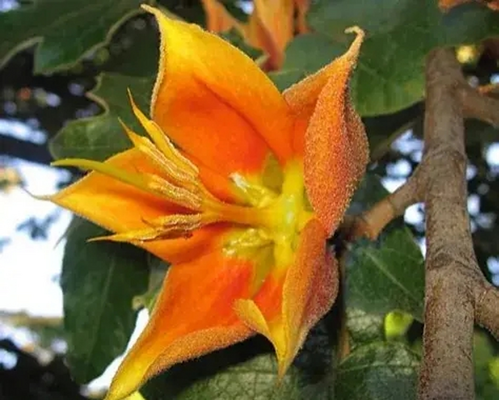 金手指是一种非常神奇的植物!