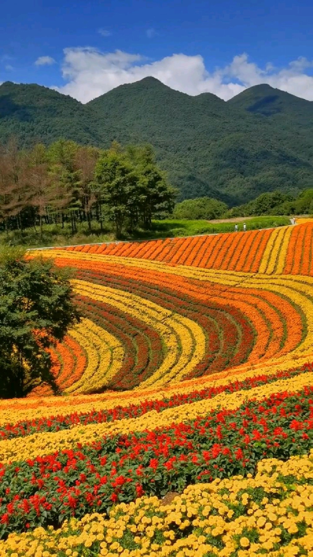 浪漫花海,是你喜欢的吗?