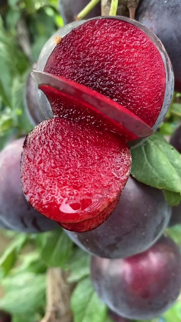 紫色红肉李子苗含糖量高适合大面积种植