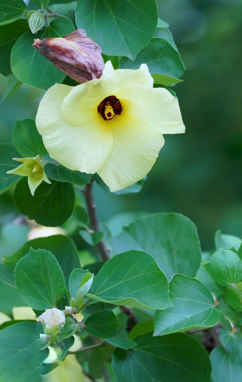 海滨木槿,清新淡雅.