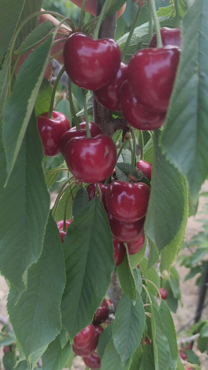 鲁樱三号大樱桃成熟了!颜色鲜亮,丰产性不错!