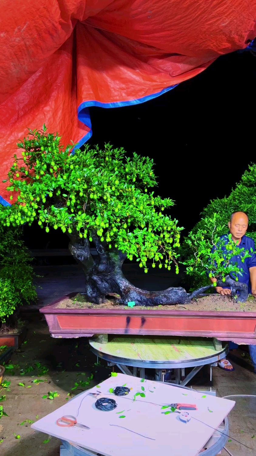 一颗五号血红果的精品过桥金弹子