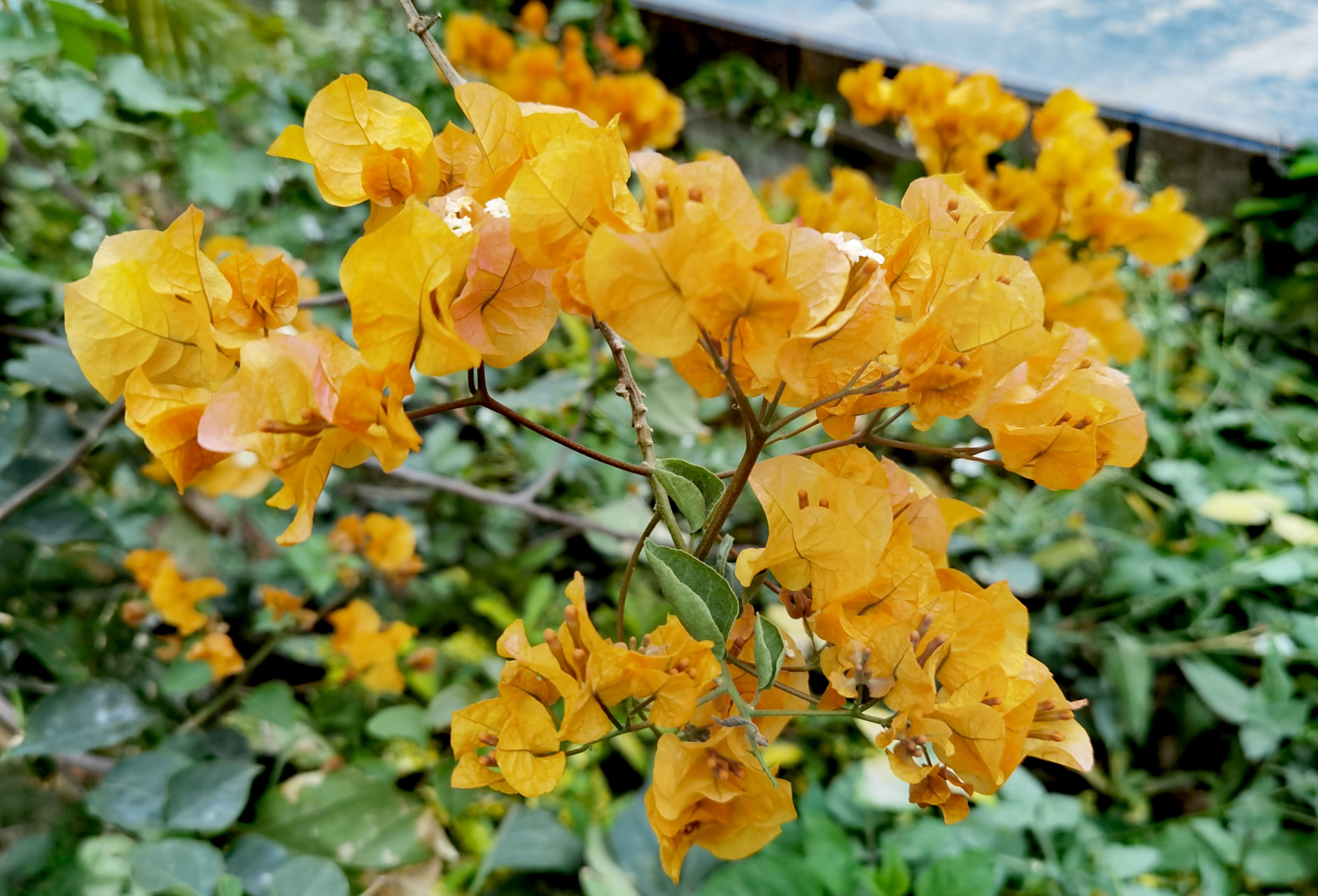 加州黄金三角梅,是风靡多年的经典品种,黄色系的代表之一,花如其名