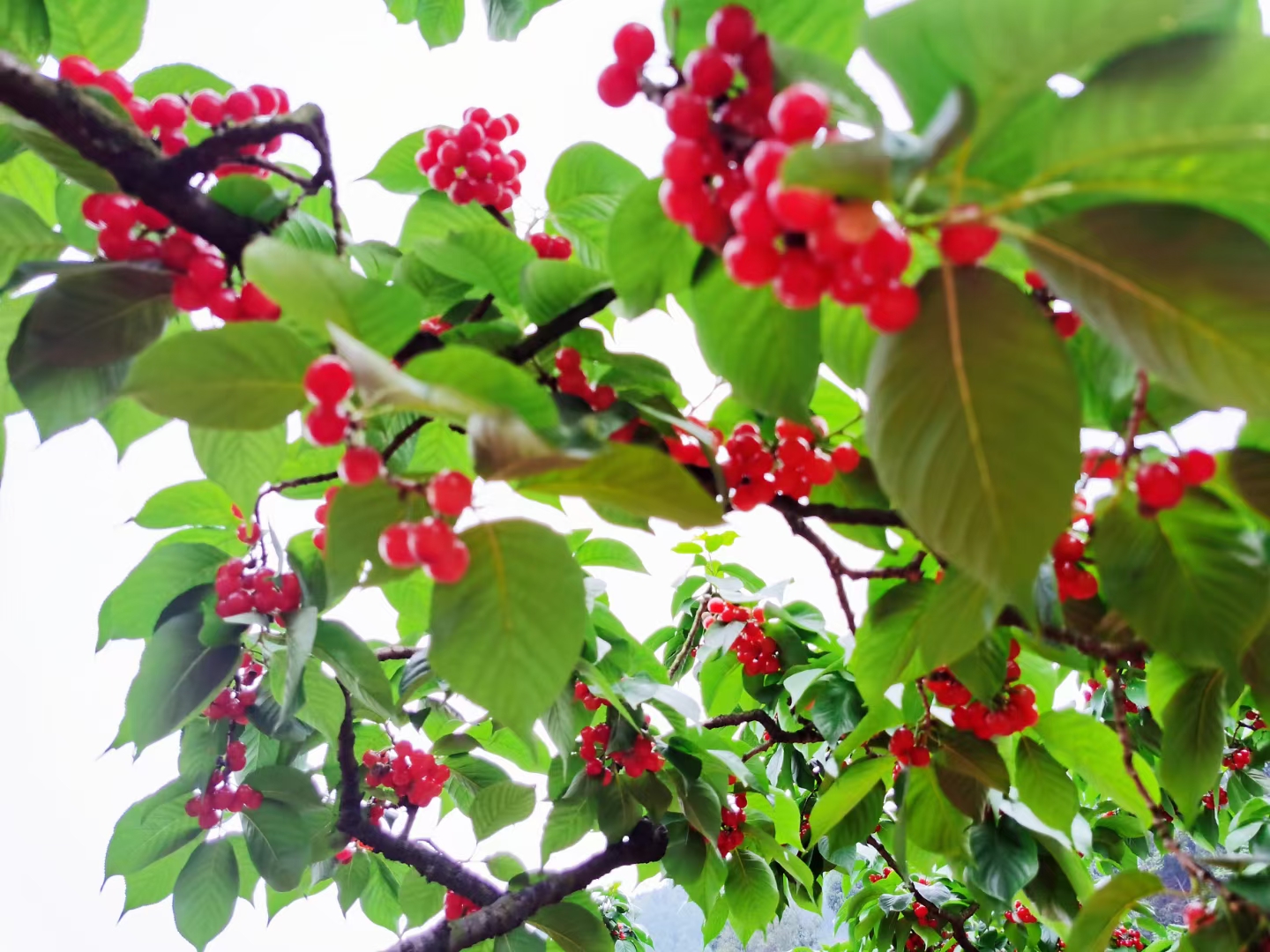 四川特产樱桃儿