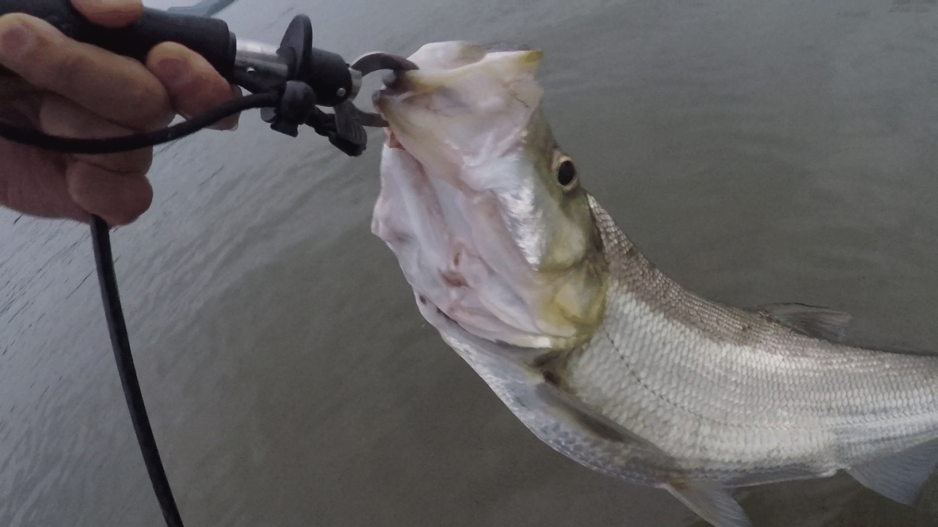 路亚翘嘴遇疯狂炸水!不咬饵!怎么破?