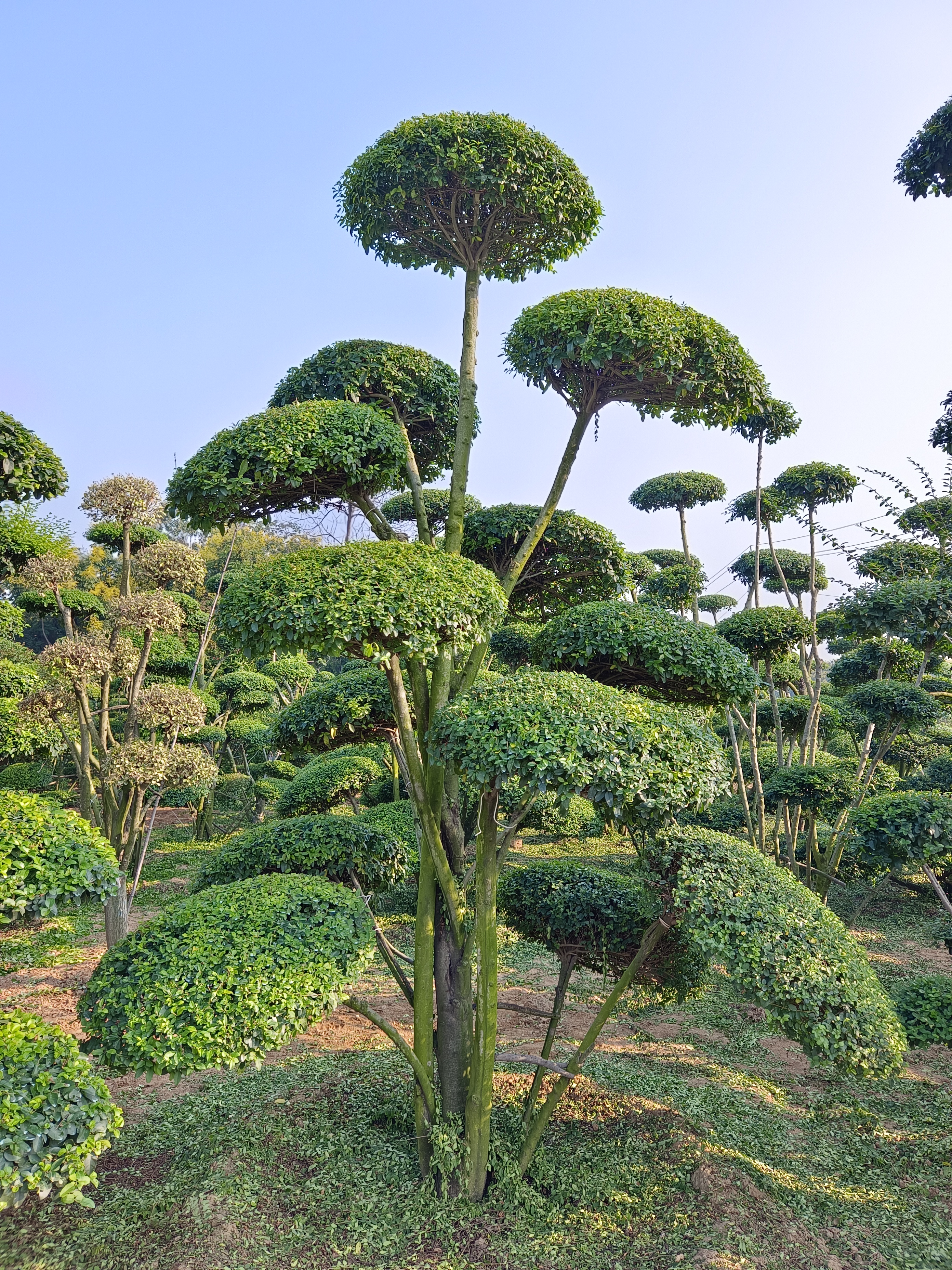 造型小叶女贞树简介
