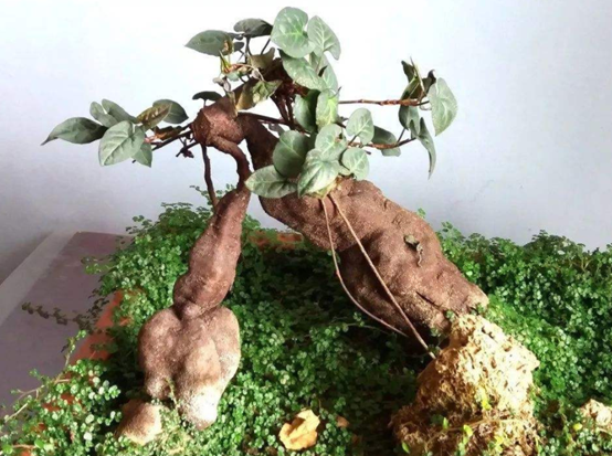 如果你不想在家养花,不如看看这些观根植物,生命的力量就在其中