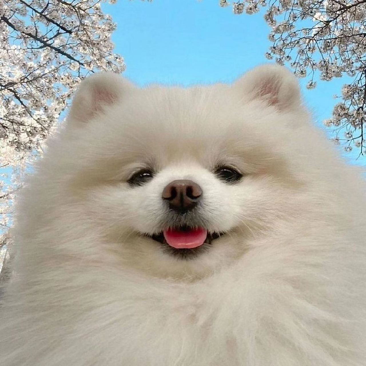 可爱狗勾头像07615561` 676767