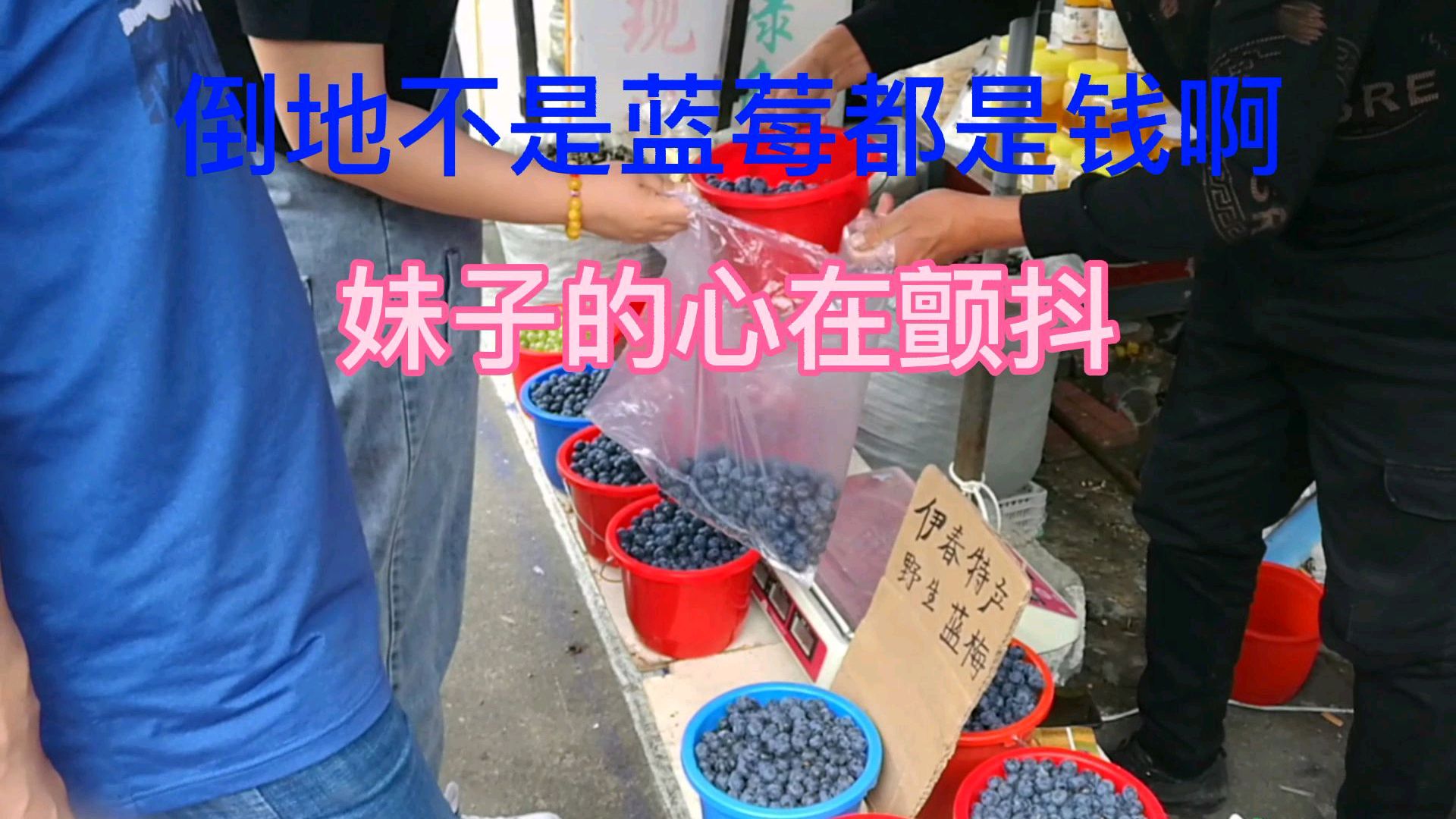 50一斤得野生蓝莓,你吃得起吗?我是吓的买点小葱蘸酱完事儿