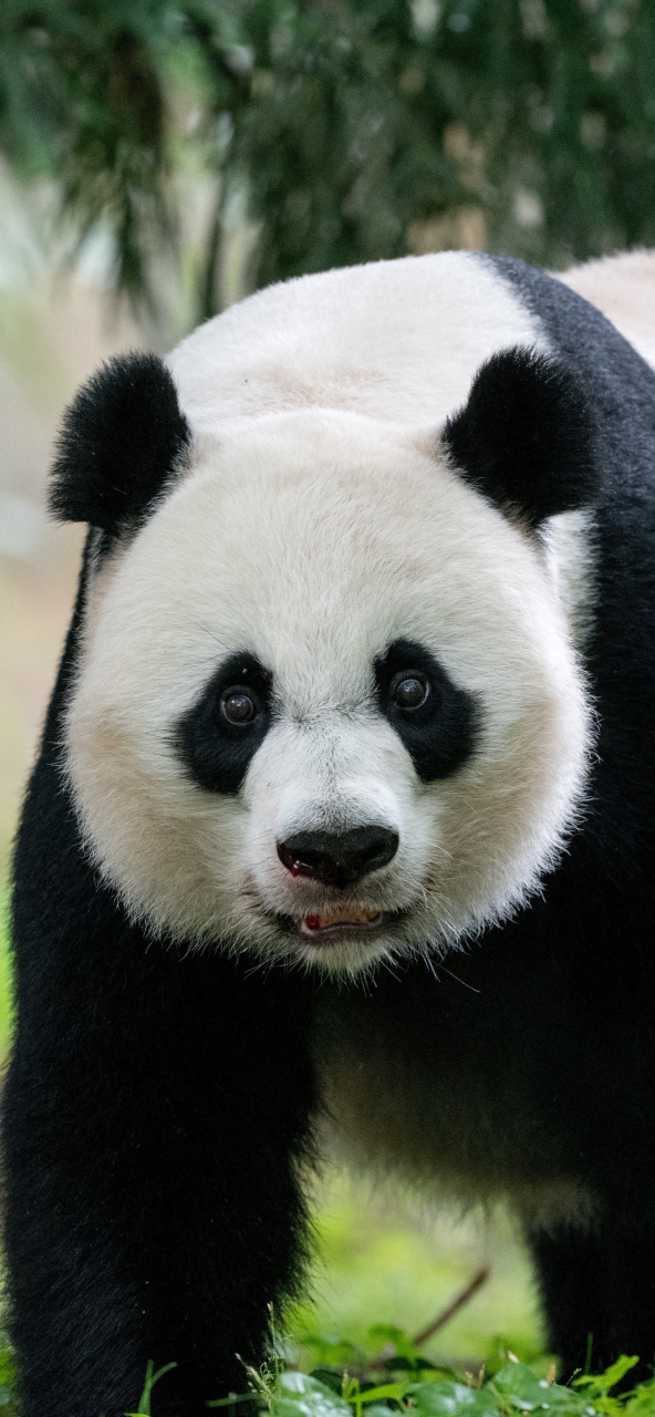 熊猫宝宝#动物# #神奇动物在百度# #动物世界# 真可爱
