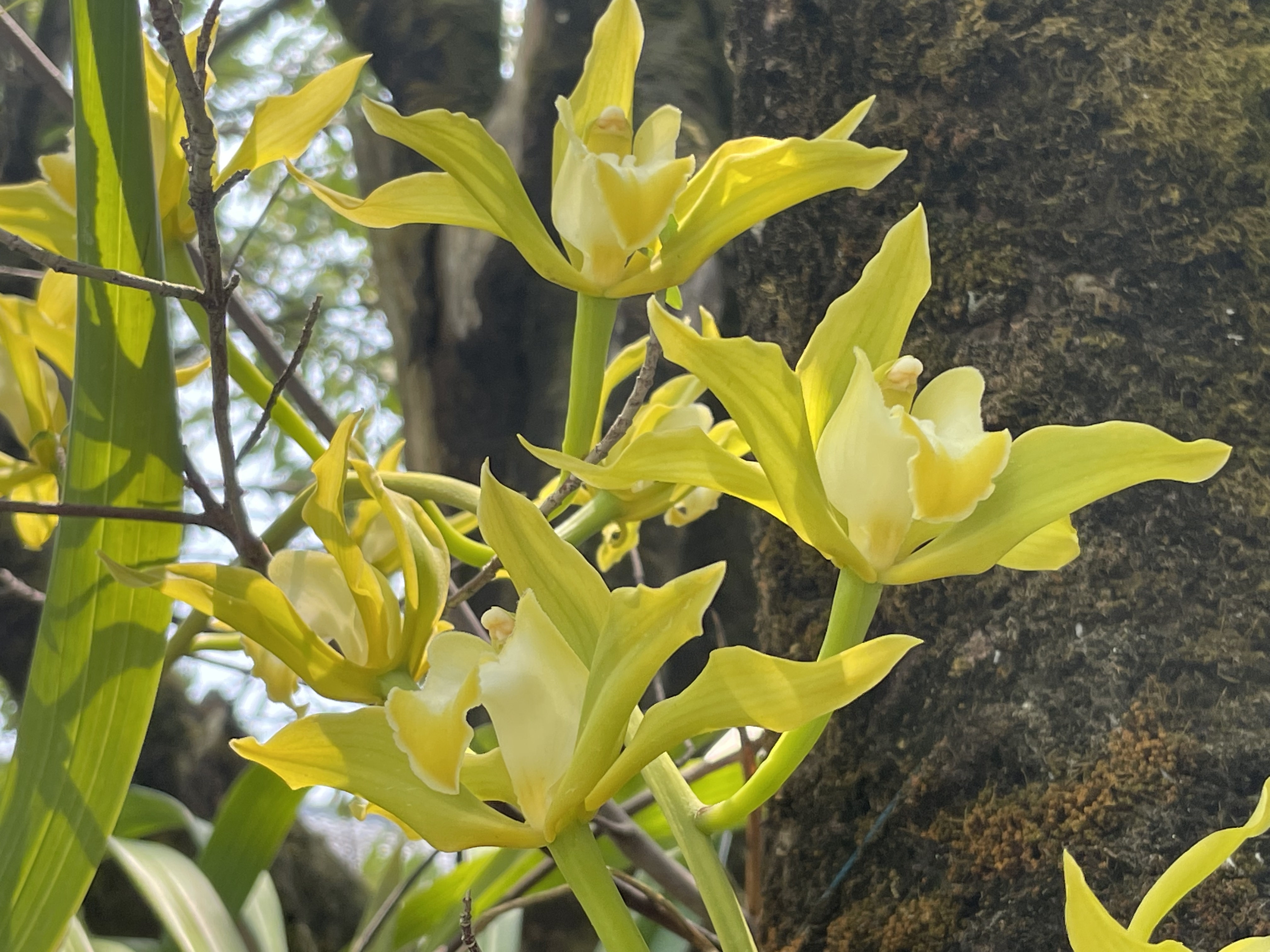 黄斑碧玉兰,你认识这种美丽的兰花吗?