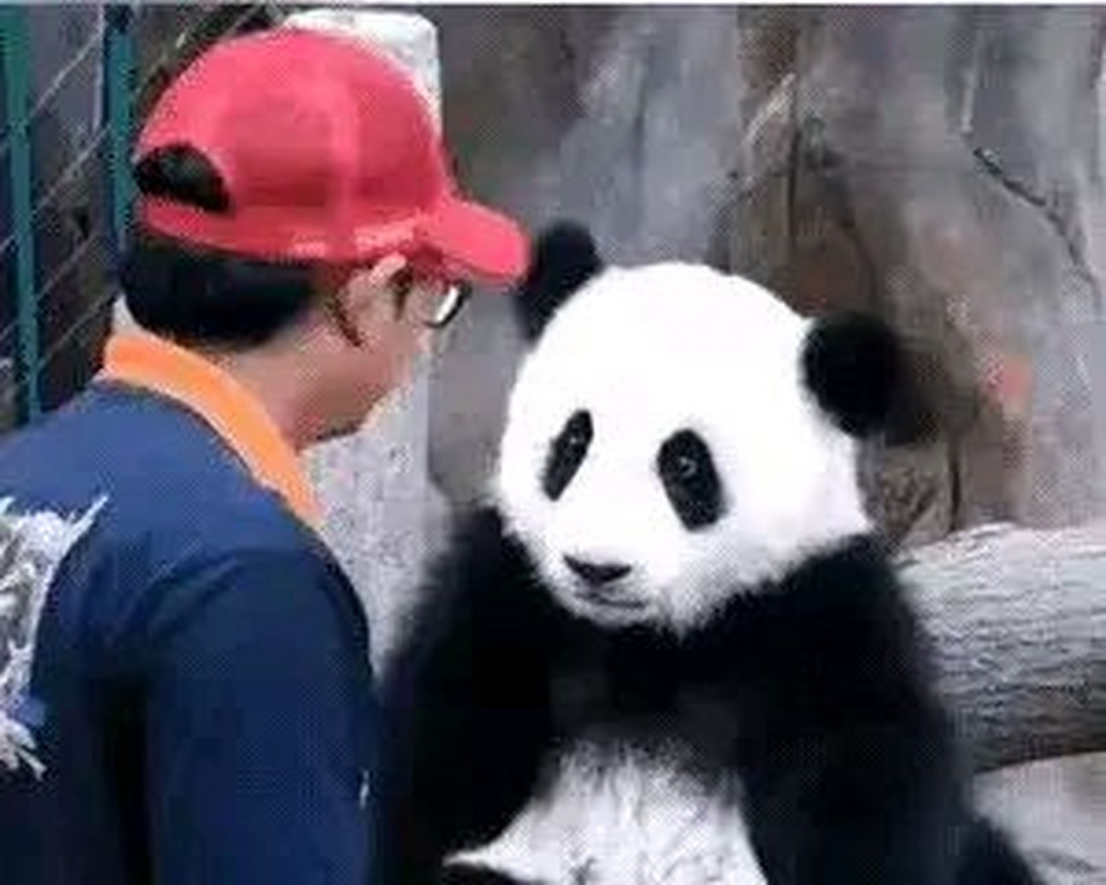 最白的大熊猫暖暖! 如果我说暖暖是最白的大熊猫应该没有人质疑吧!