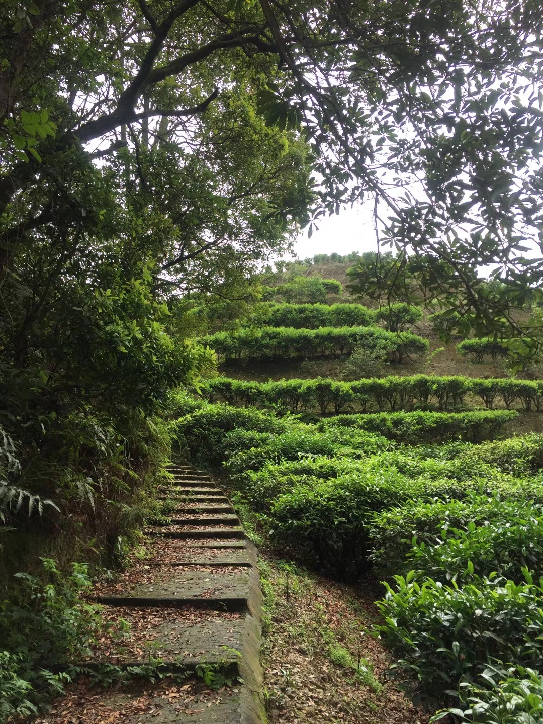 揭西大北山森林公园图片