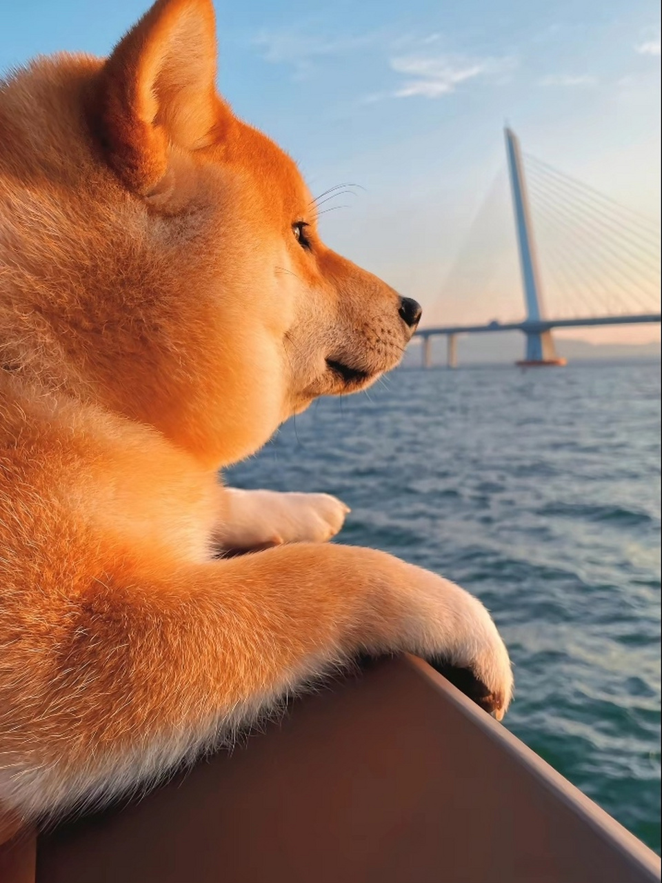 这狗命也太好了吧!主人带它去看海,也不知道它会不会晕船?