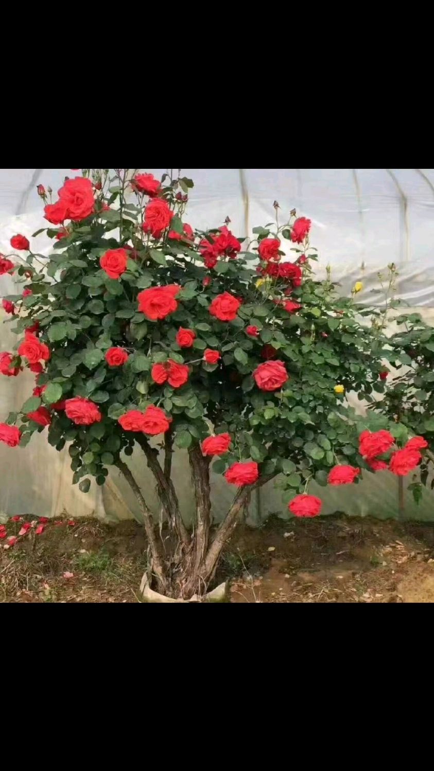 银杏树基地正在预订月季花丛生月季树桩月季-度小视