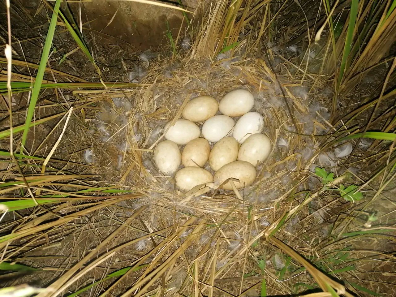 公鹅母鹅结伴私奔,没羞没臊下了一窝蛋娃,想必还想孵出小鹅呢!