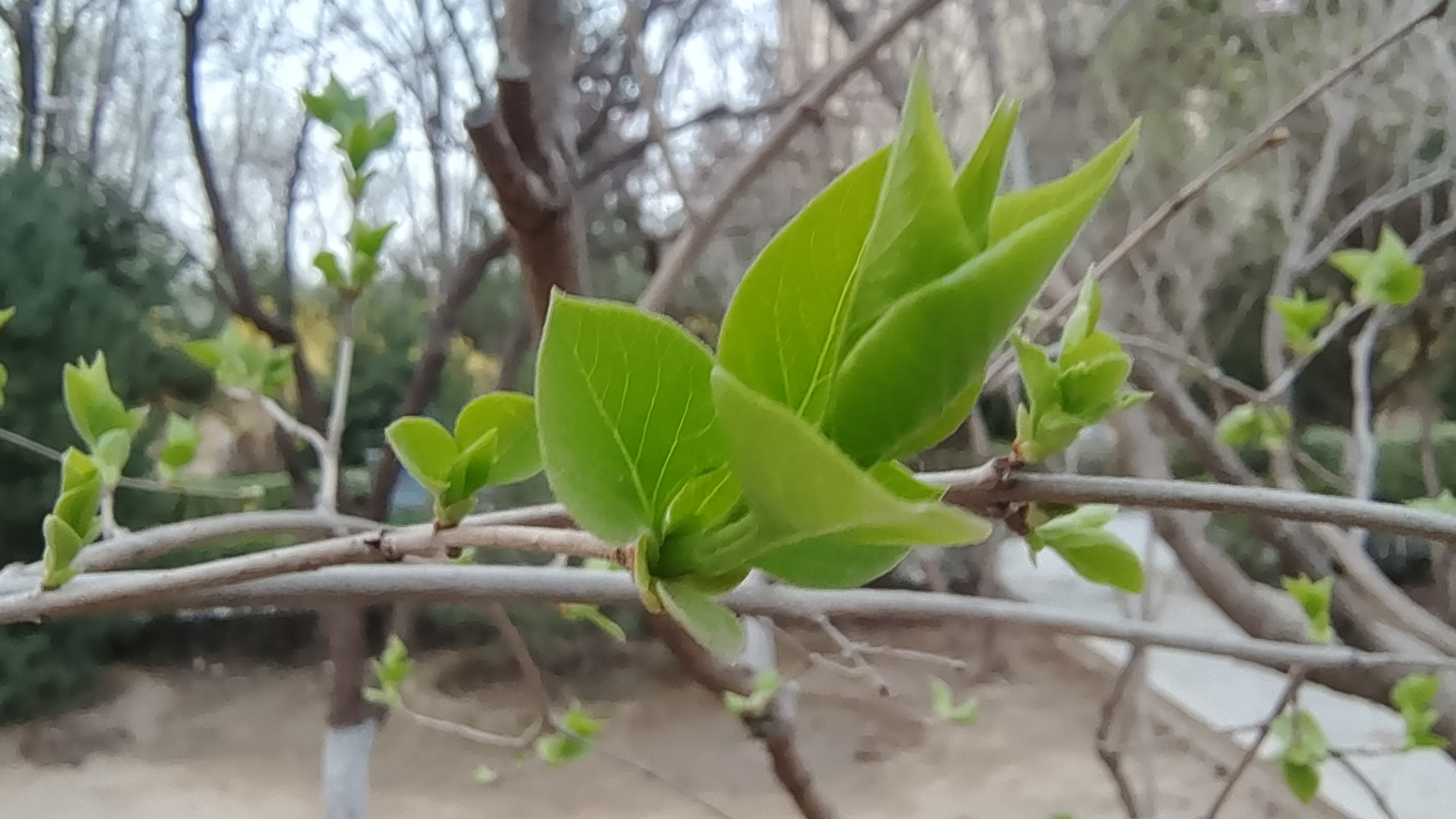 绿的新鲜图片