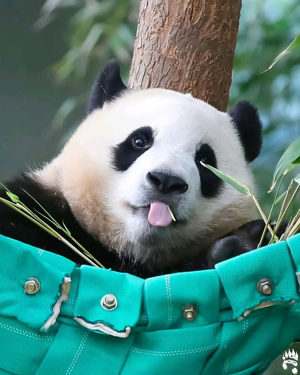 小福宝是个爱吐舌头97的小可爱[嘻嘻][嘻嘻][嘻嘻]