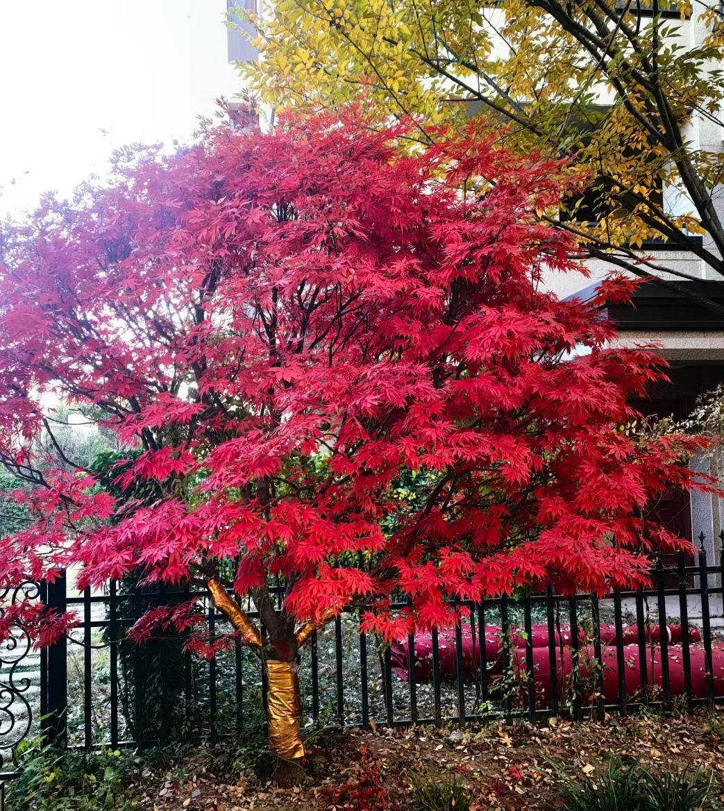 健康生活经验# 现代人熬夜已成为一种"不得已"的