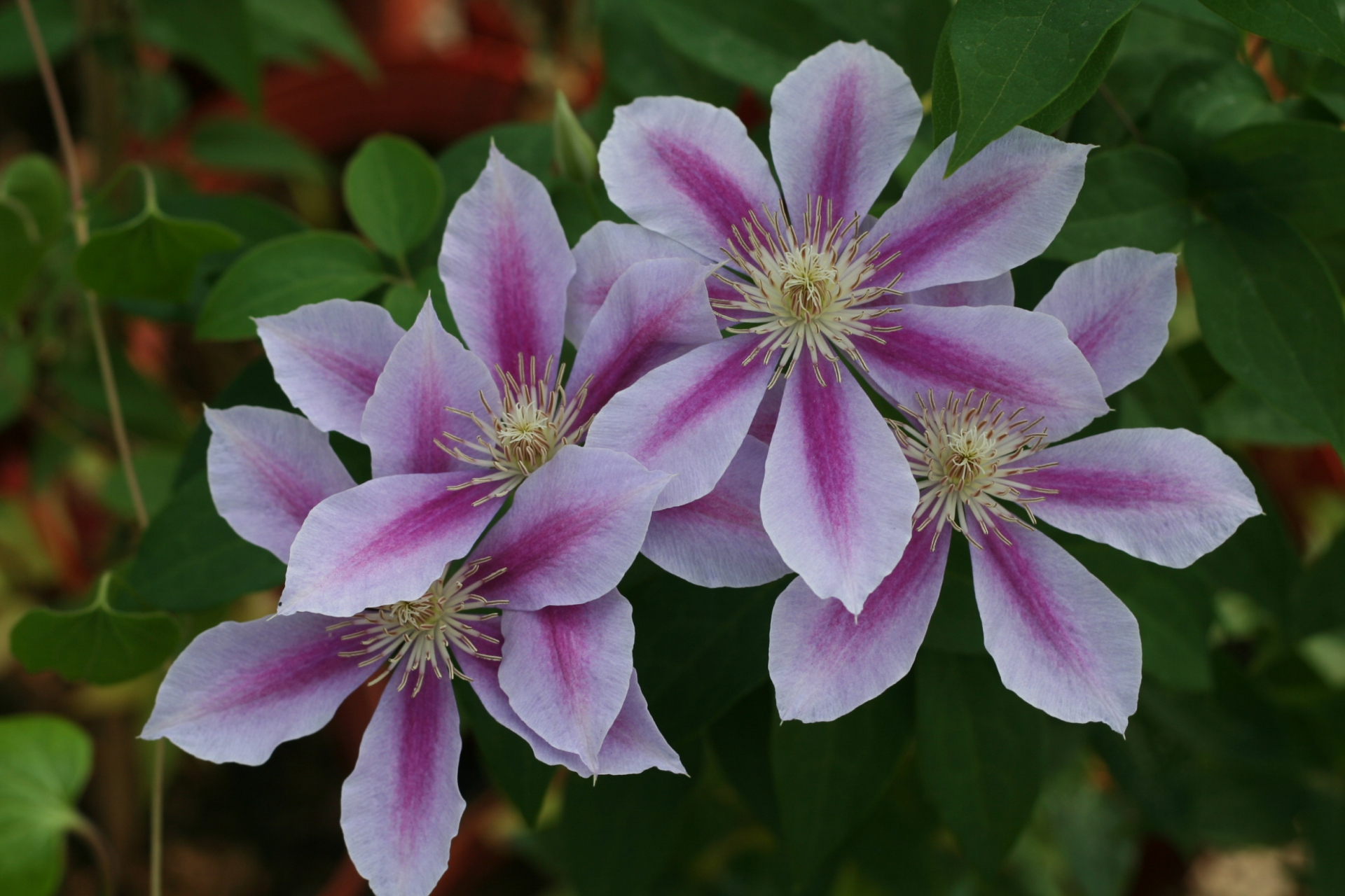 适合新手种植的铁线莲—"蜜蜂之恋" 英国品种,花朵丁香紫粉色,花瓣