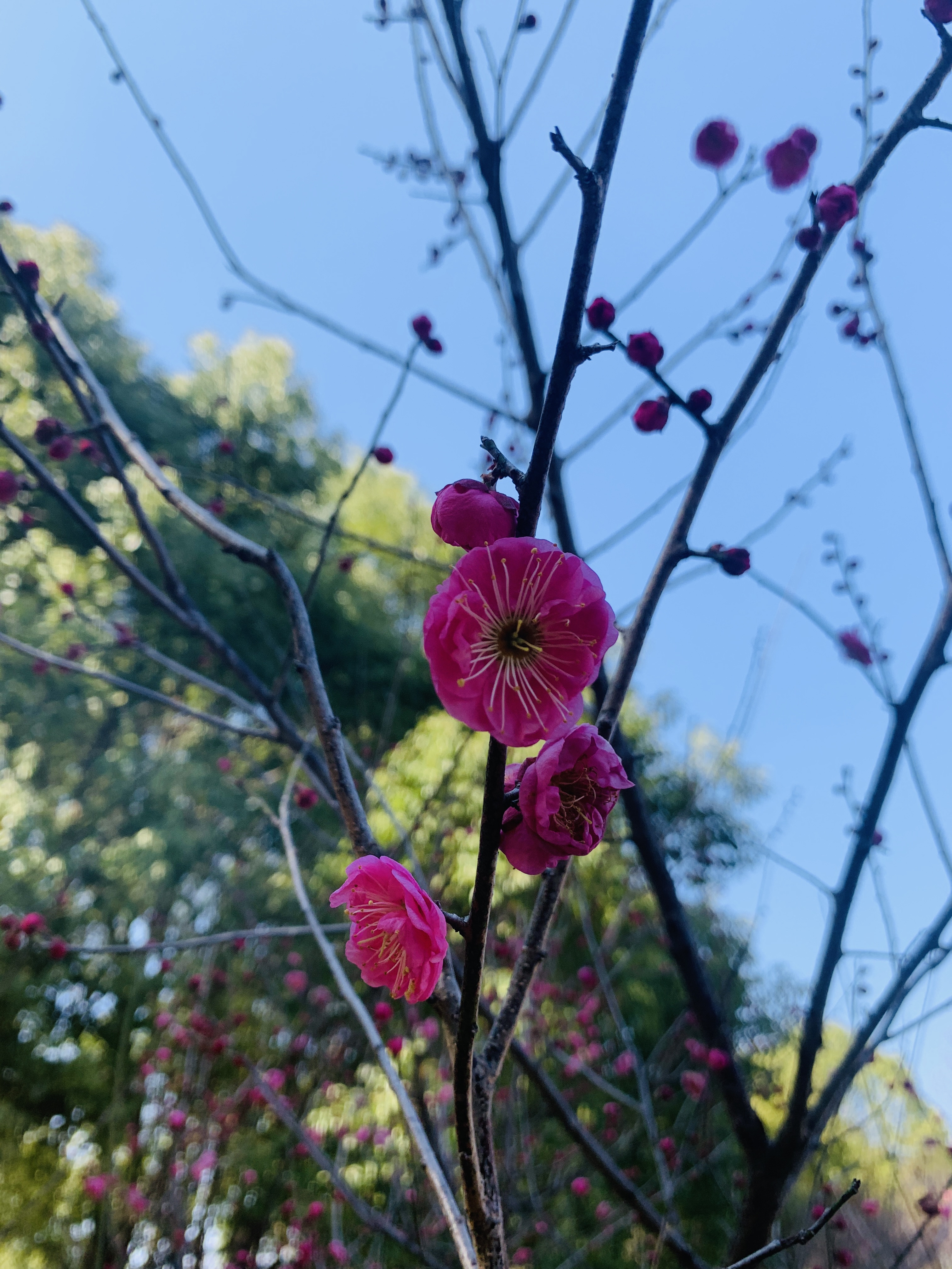 待到山花爛漫時,她在叢中笑