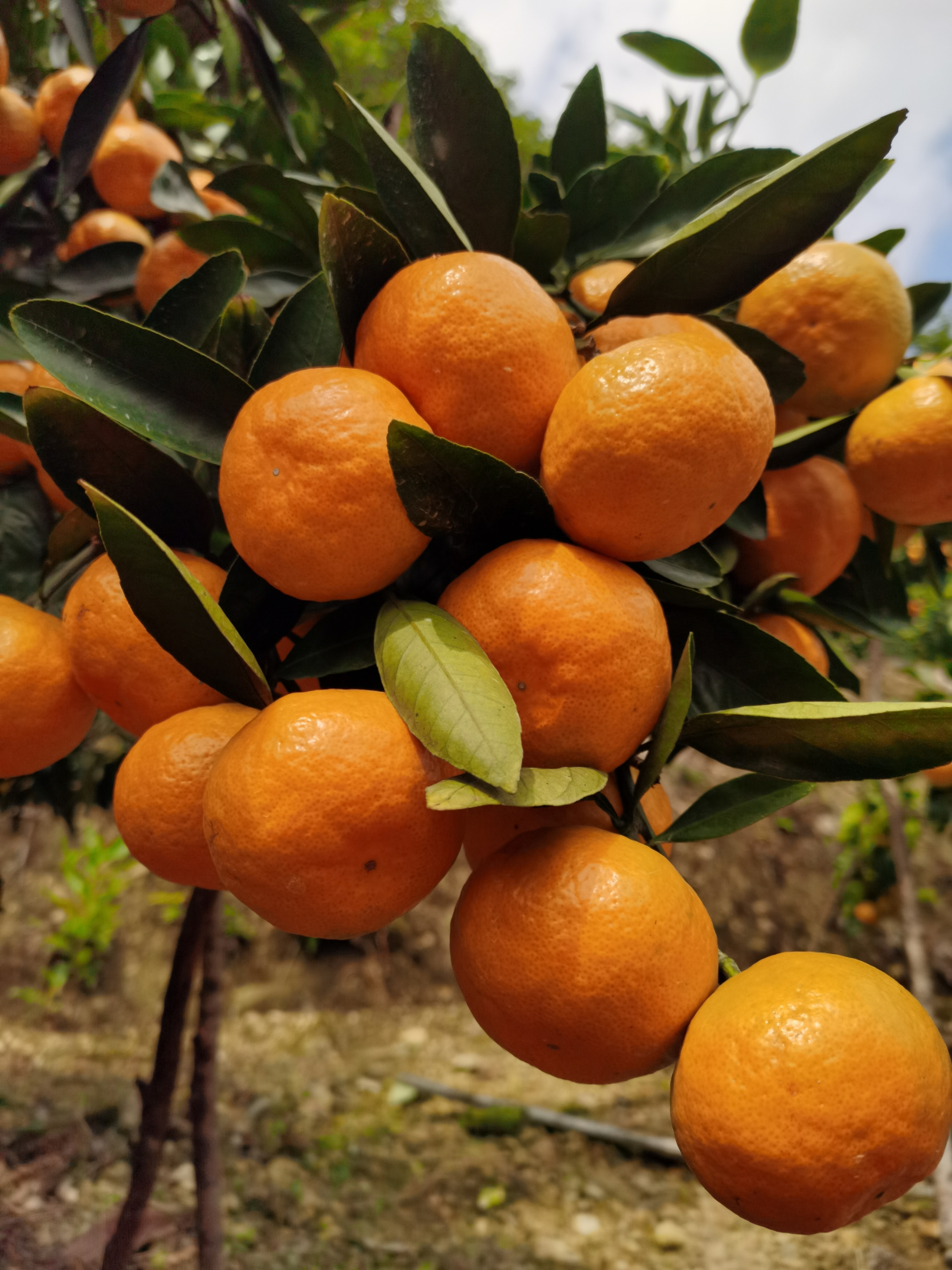 临海涌泉高山蜜橘