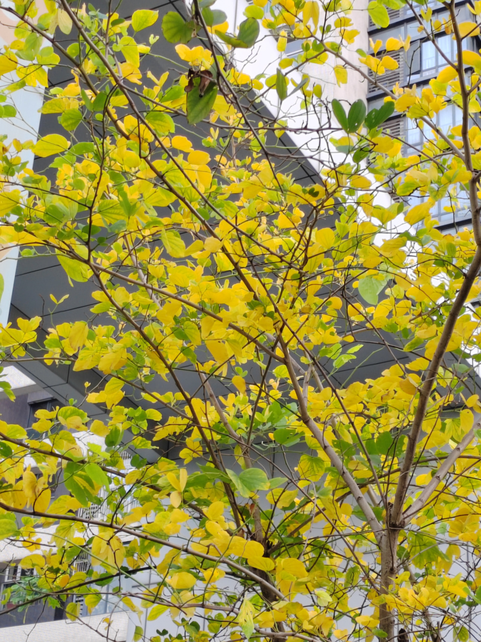 分享图片:这棵洋紫荆大慨是穿错衣服了,满树金黄,直接回归秋天了.