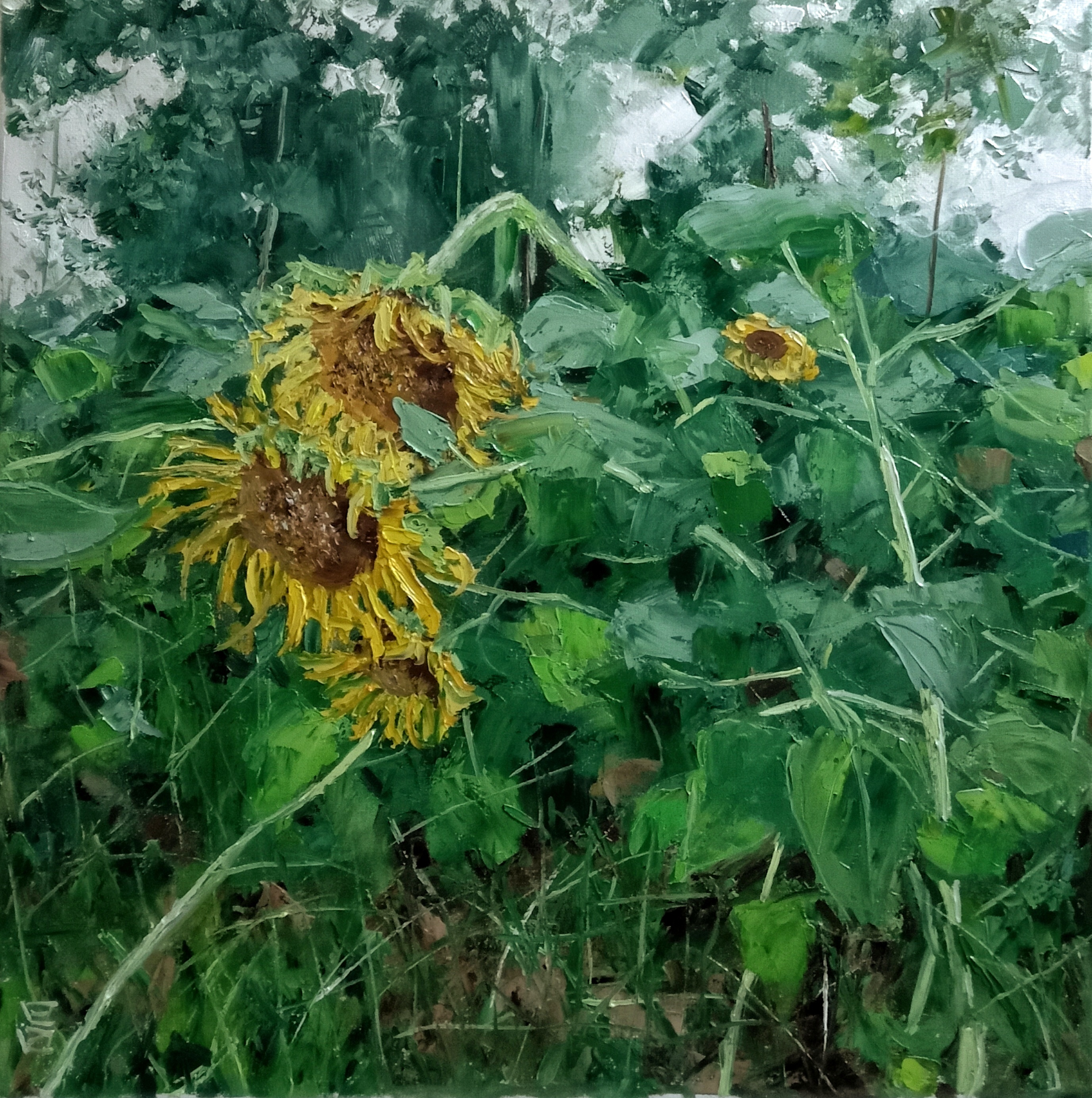 油画家陈述昌油画作品《向日葵》