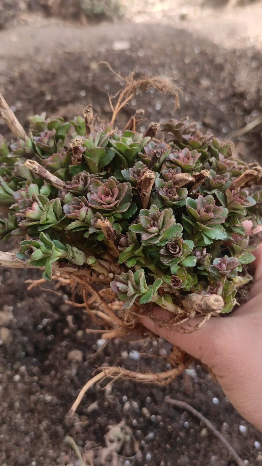 含硒红茎救心菜对心脏好还能补钙阳台菜园都能种一茬一茬割着吃