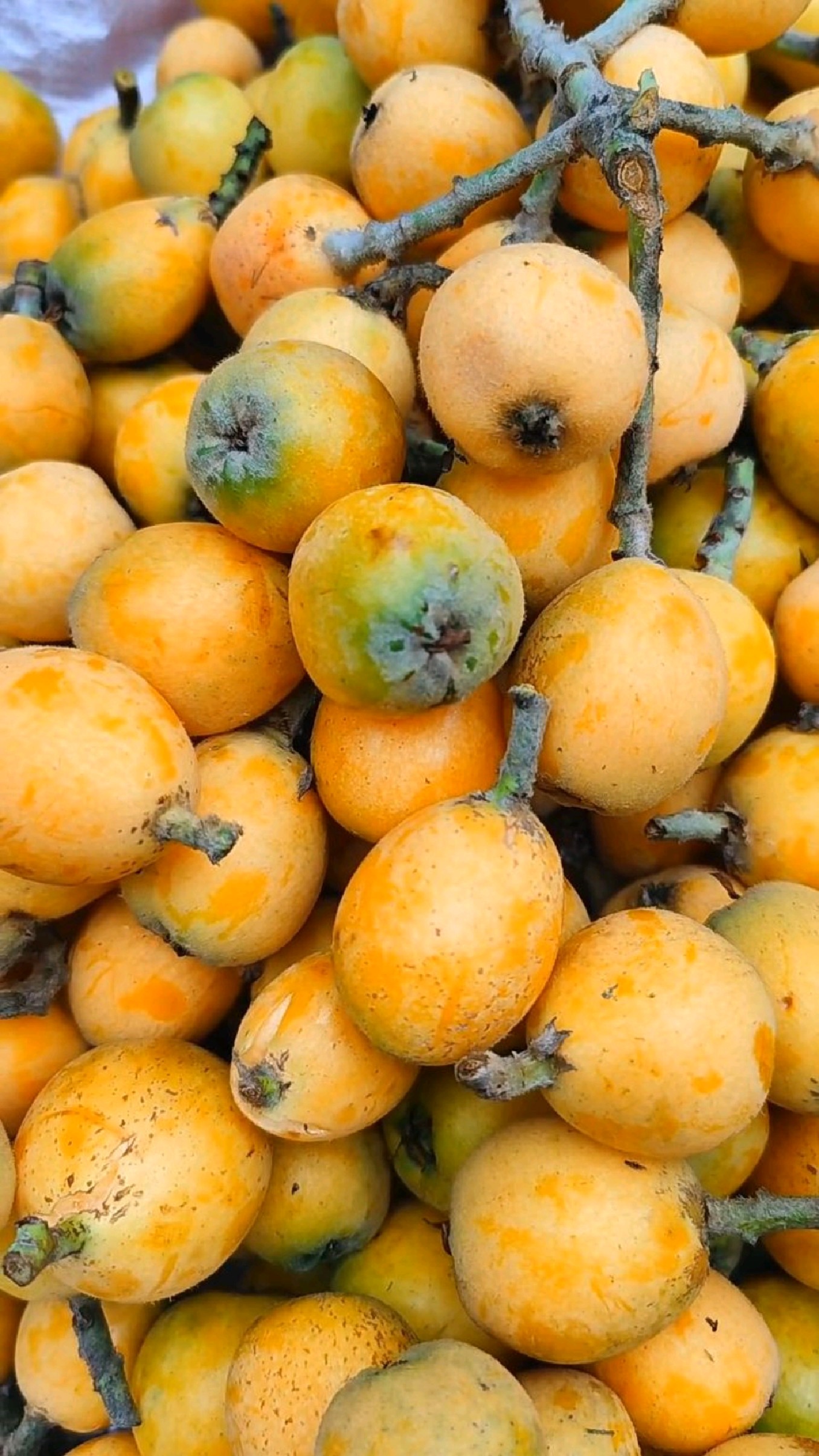 衡阳本地枇杷熟了!