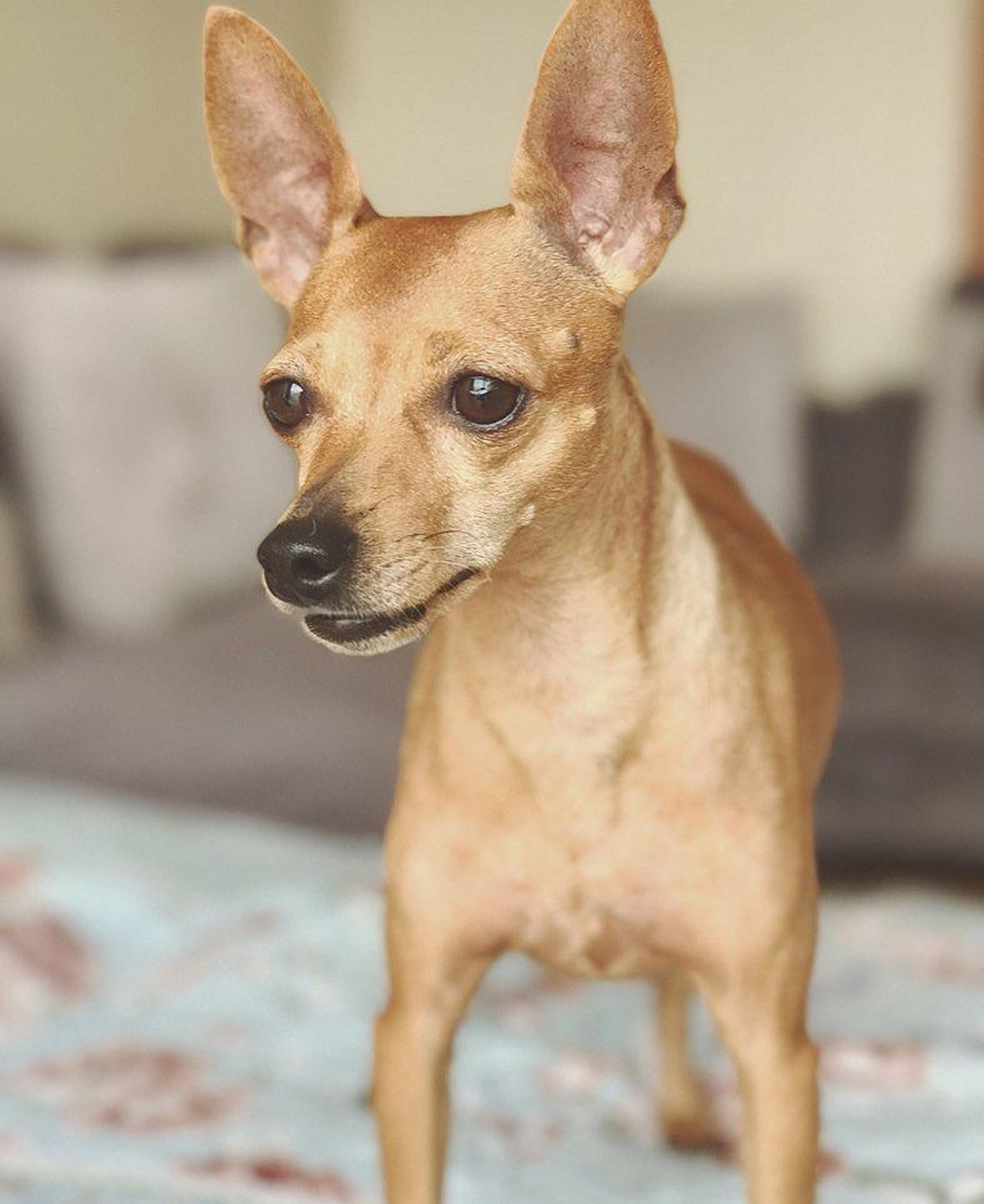 小鹿犬,和吉娃娃有点相似