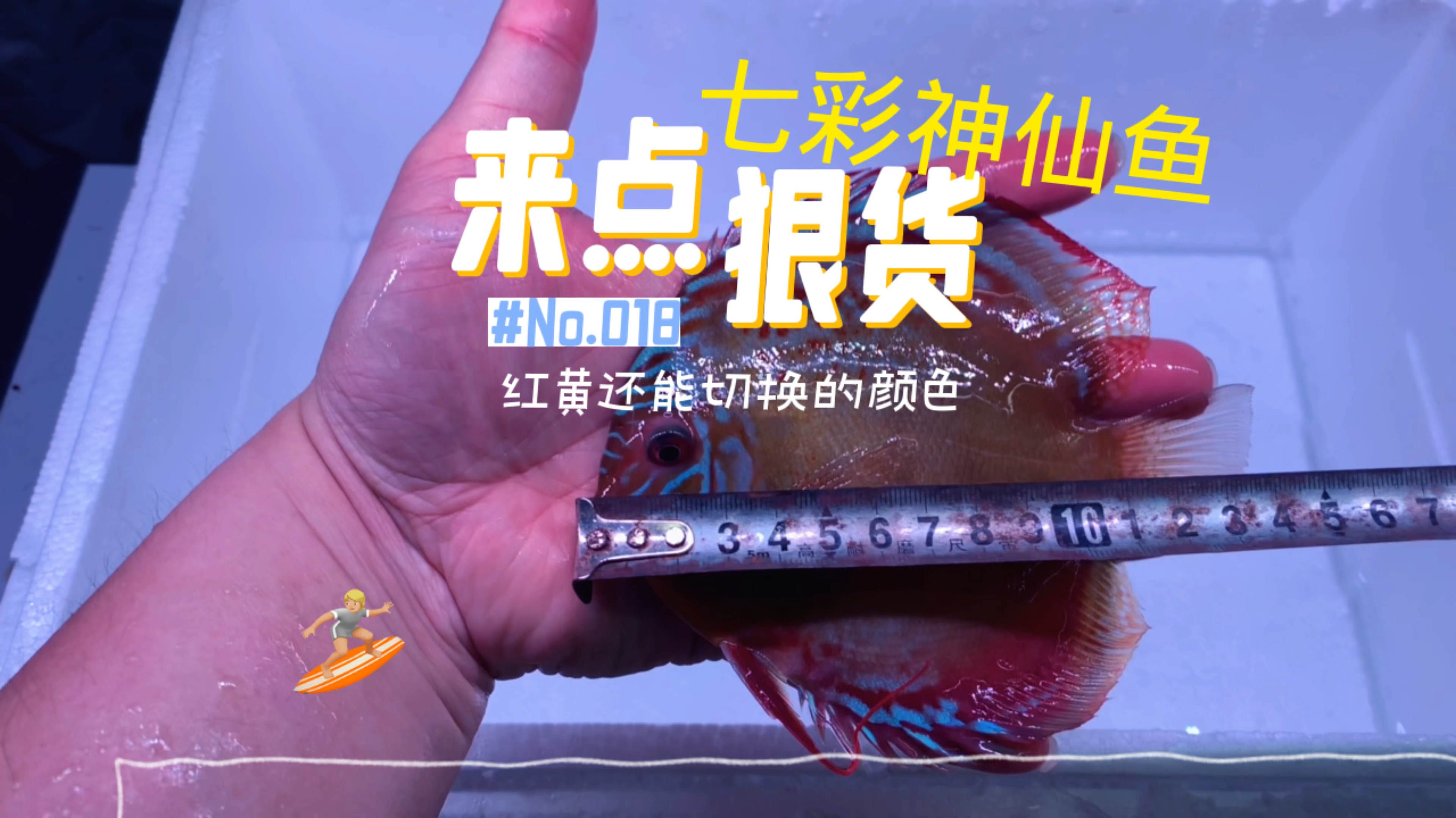 狠货必须有先来点一般狠。白缸哥黑缸养出来的七彩神仙鱼颜色区别