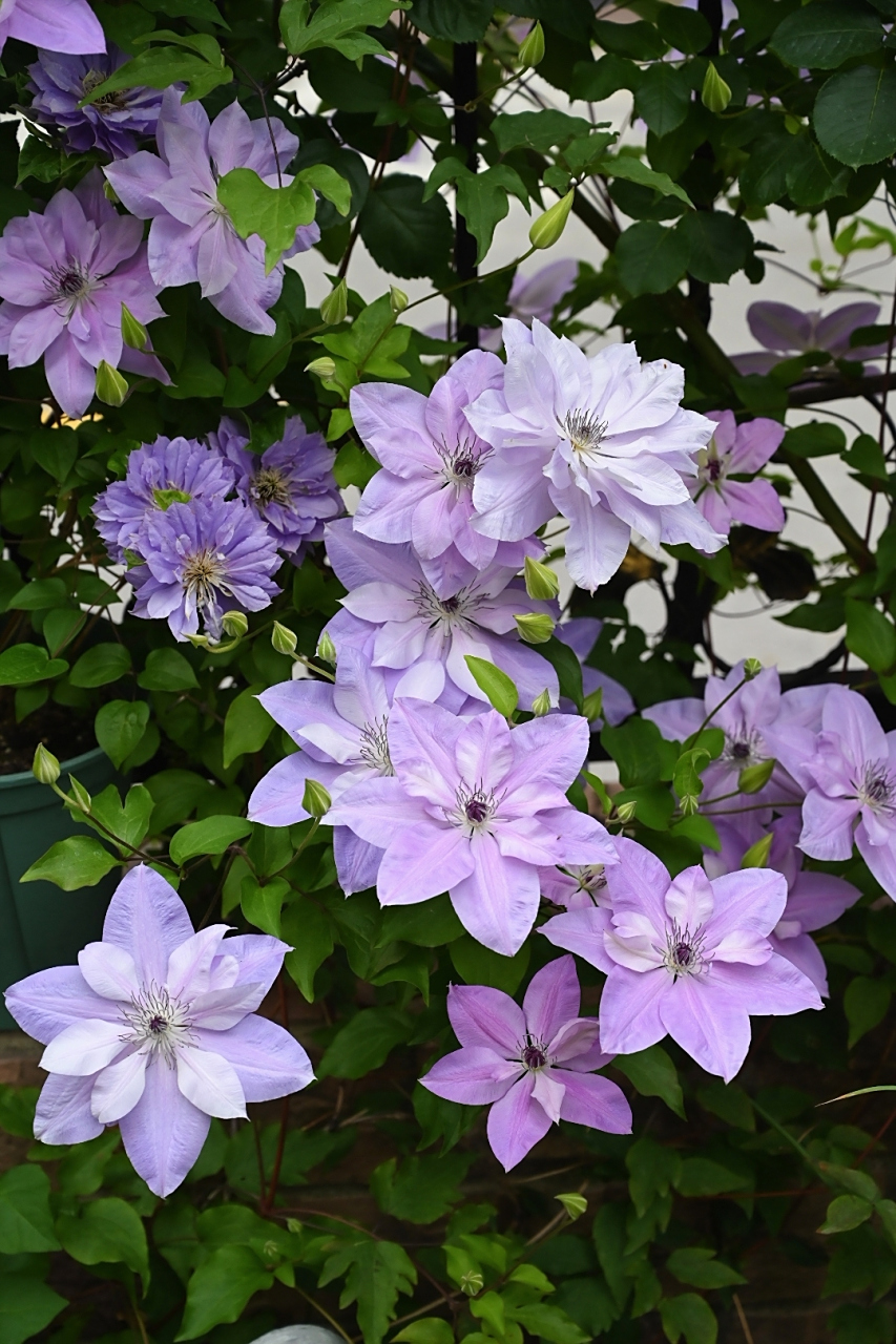 铁线莲"倒影",是铁线莲中的颜值霸主,它的美随便一拍就可以封神的存在