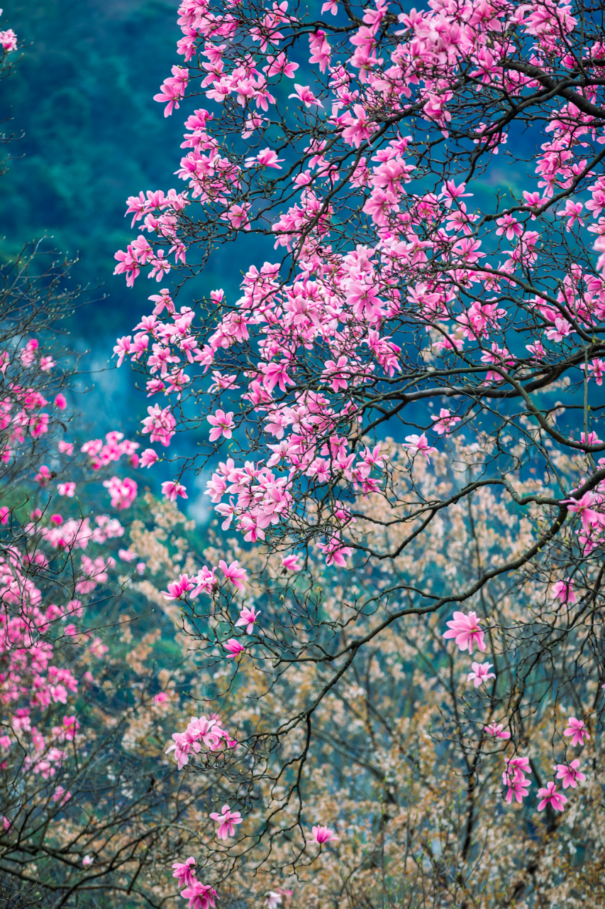 北川九皇山上美丽的辛夷花,每年三四月份是最漂亮的时候!