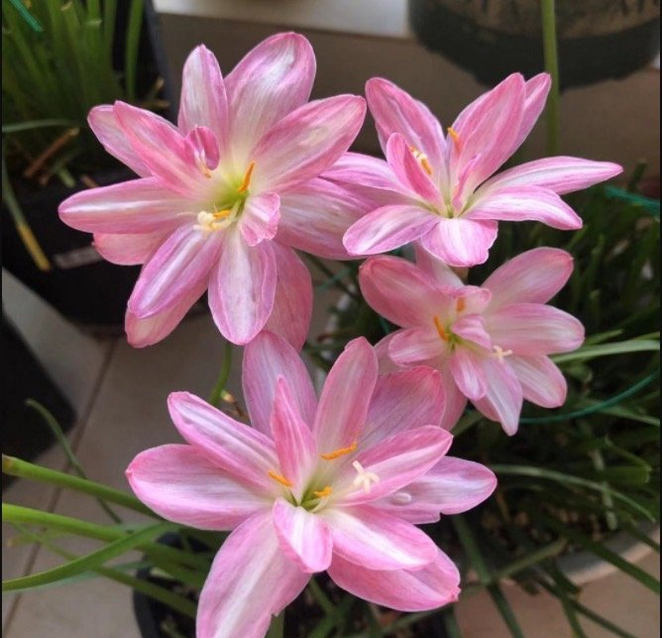 稀有重瓣风雨兰"黄金罗盘"只有7个了 风雨兰:是多年生球根,每年的5到