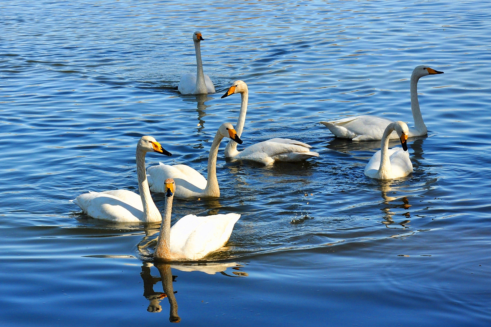 突破辽宁杠杠滴# #贯彻二十大辽宁在行动# #美好辽宁欢迎您# 天鹅戏水