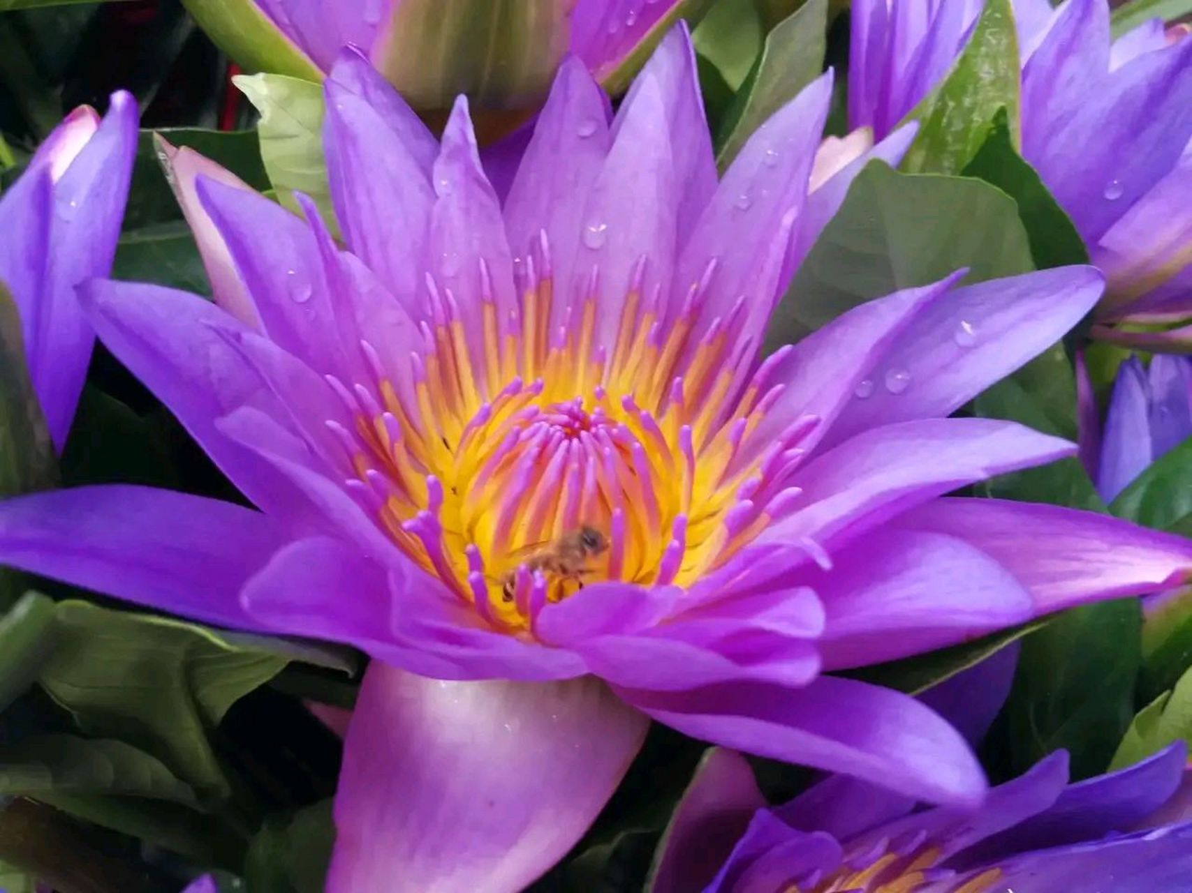 原创# 梦幻,好运,纯洁……紫色妖姬,美出天际!