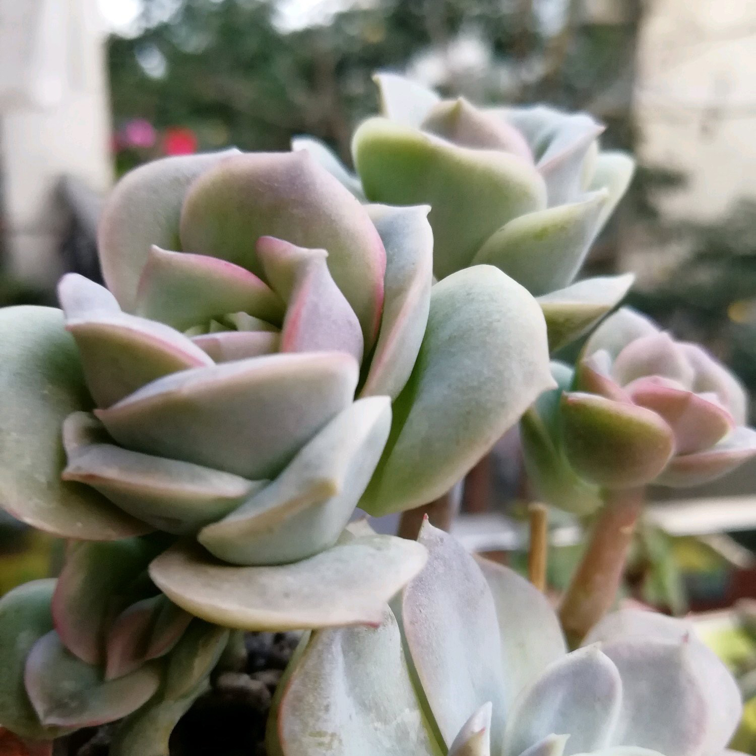 可爱玫瑰老桩很多,但是这种群生直立的状态还是第一次见,太美了