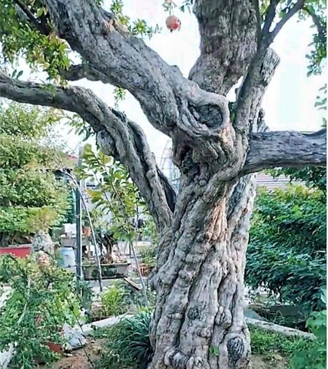 盘龙树,结的果叫龙珠[滑稽]吃一颗涨五百年修为