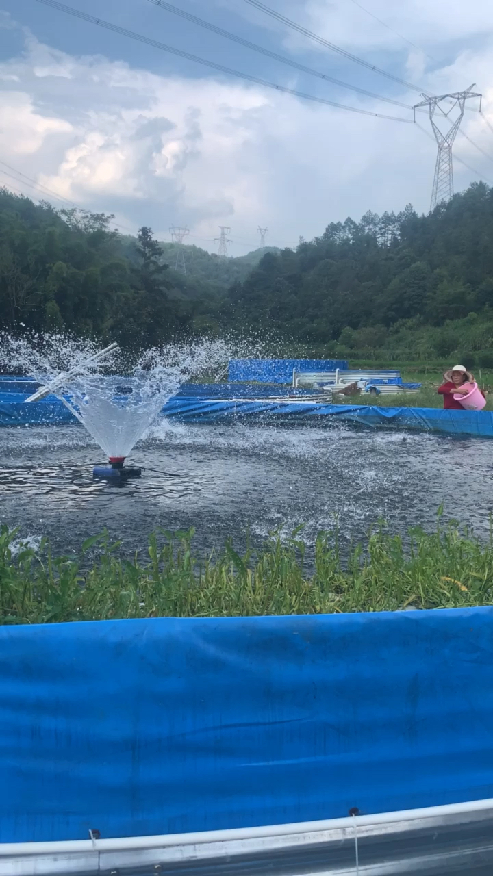 鱼池帆布喂鱼了 好多 密度高