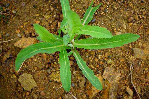 北方农村常见的几种野菜,营养价值尚高