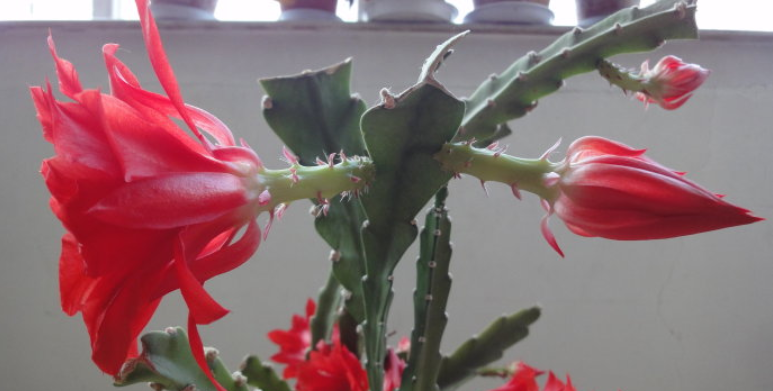 令箭荷花长的三棱枝条应该怎么办呢?