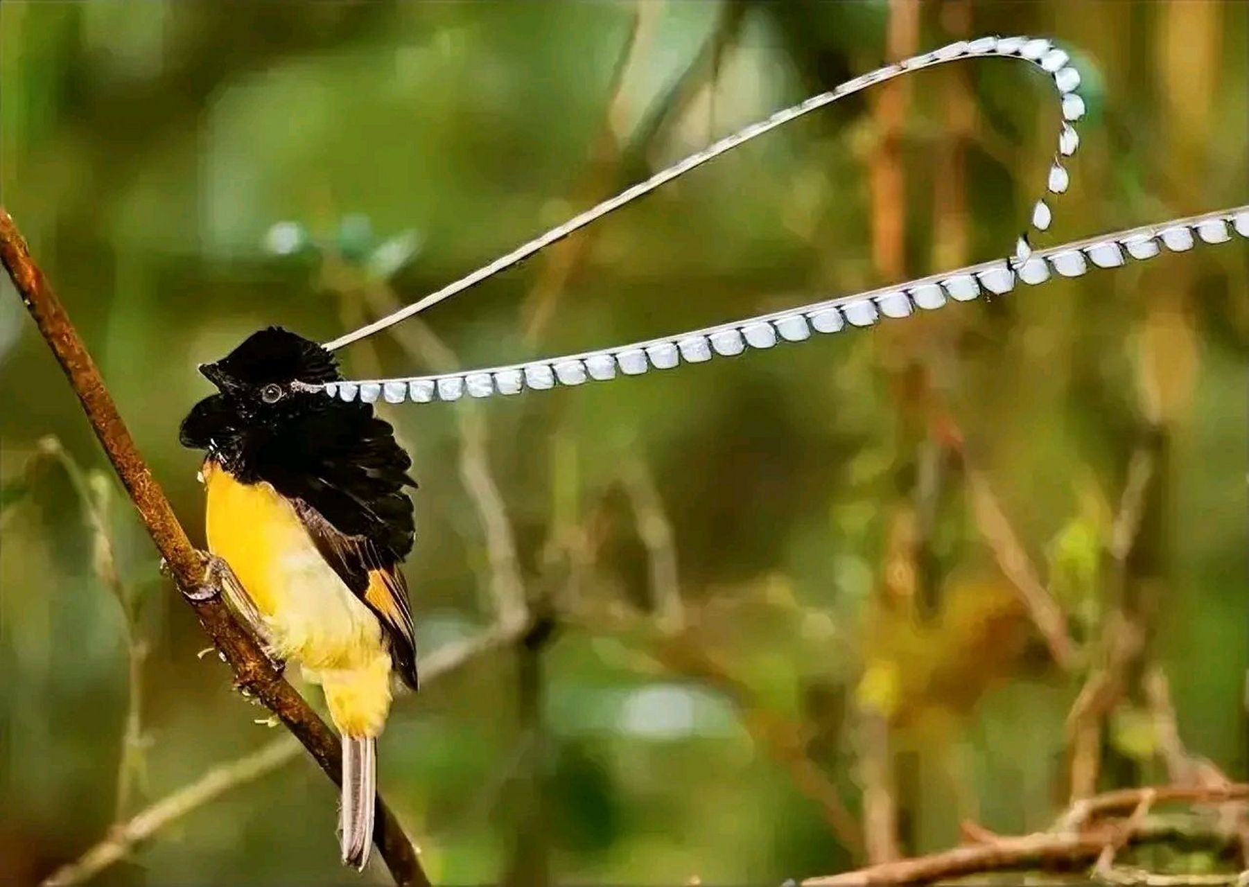 每天了解一种趣味动物—萨克森极乐鸟