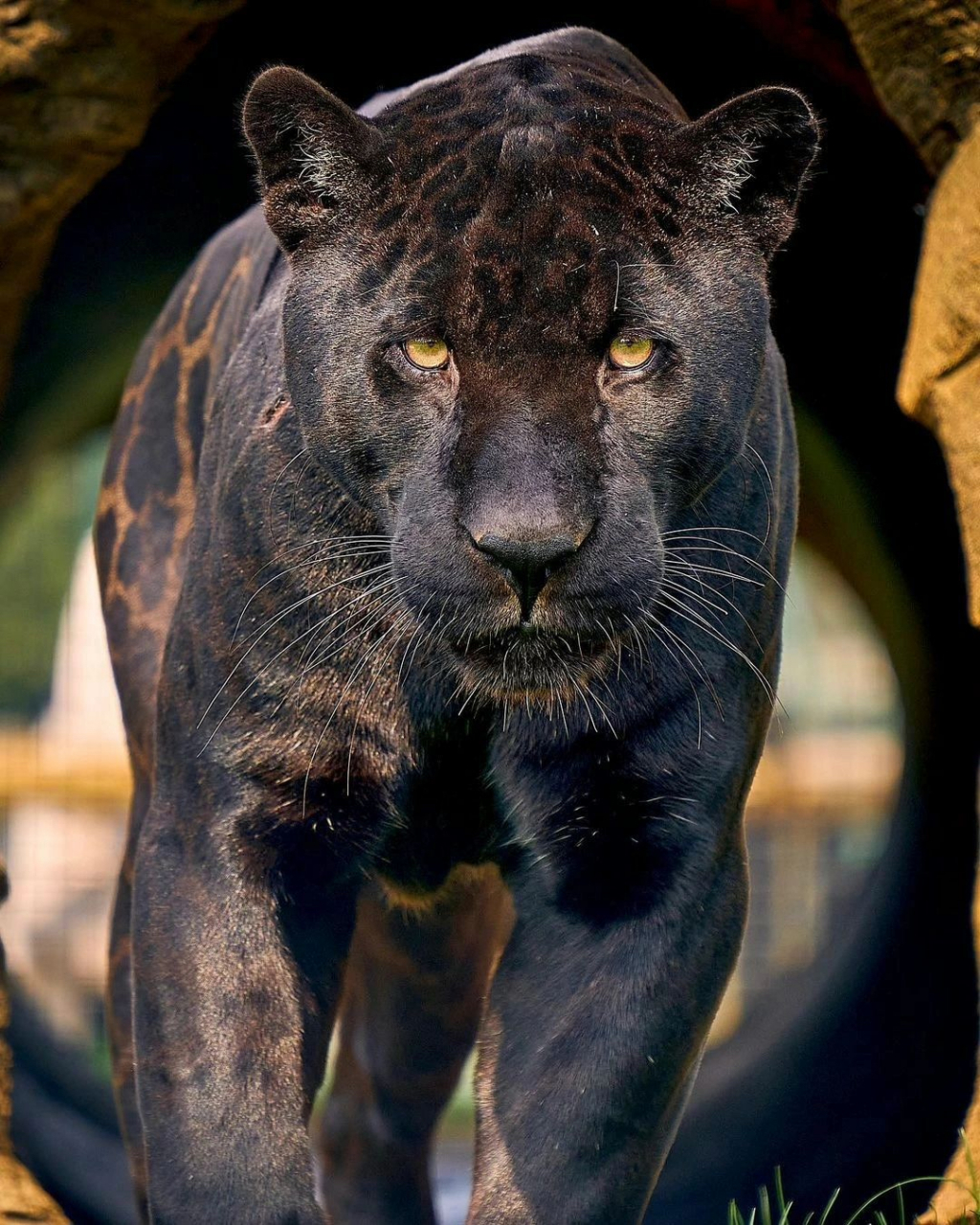 霸气侧漏的花豹,猫科动物中的顶流,就是不知道能不能打得过老虎.