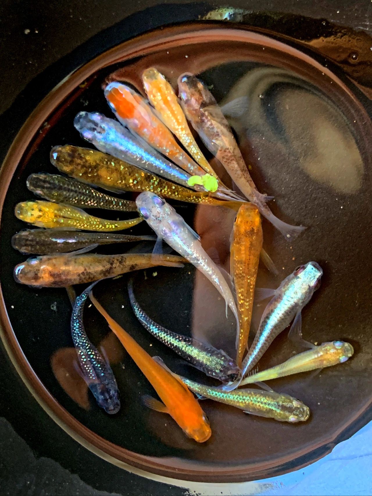 观背青鳉大杂烩