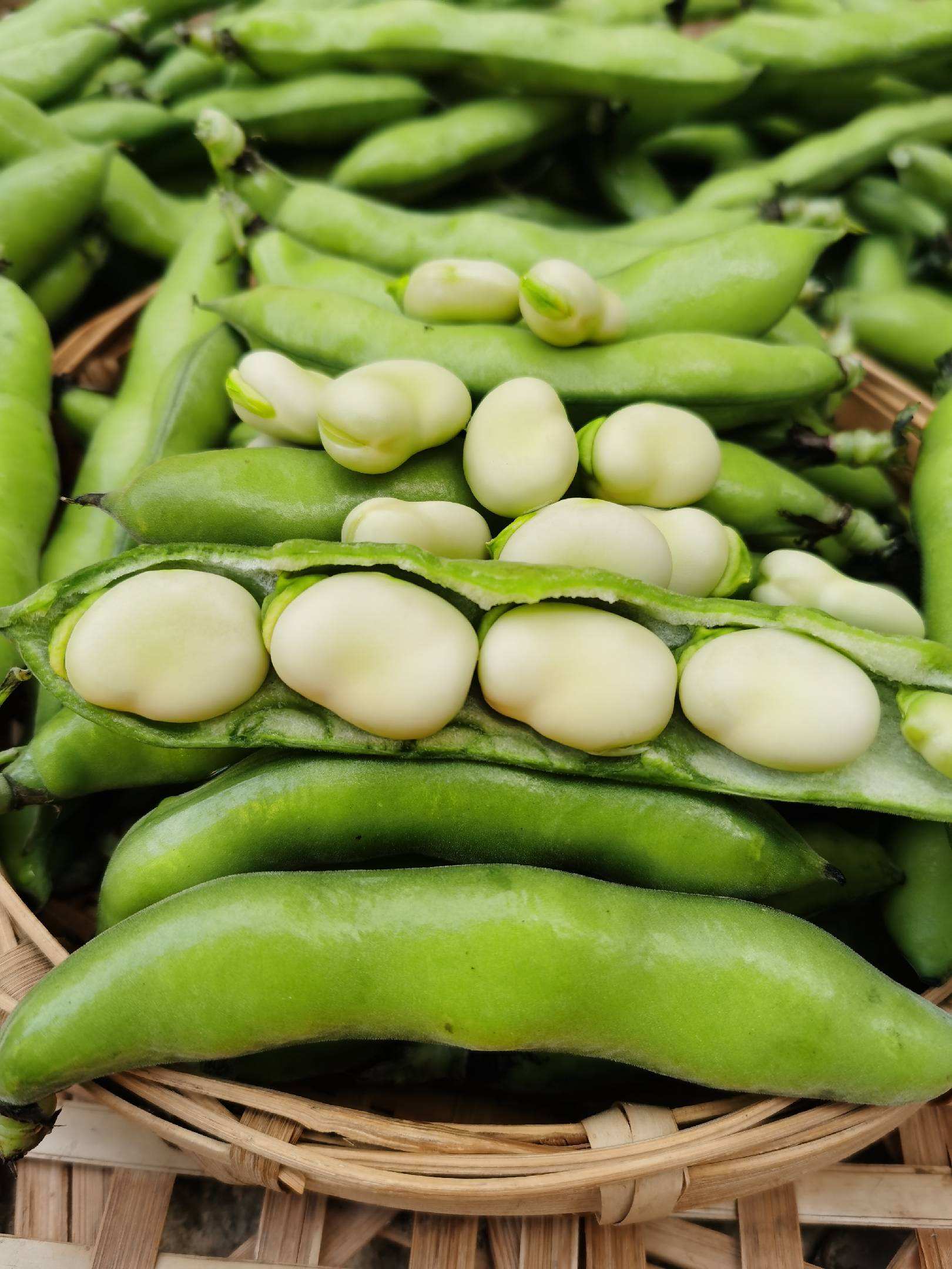 蚕豆的功效作用和食用方法