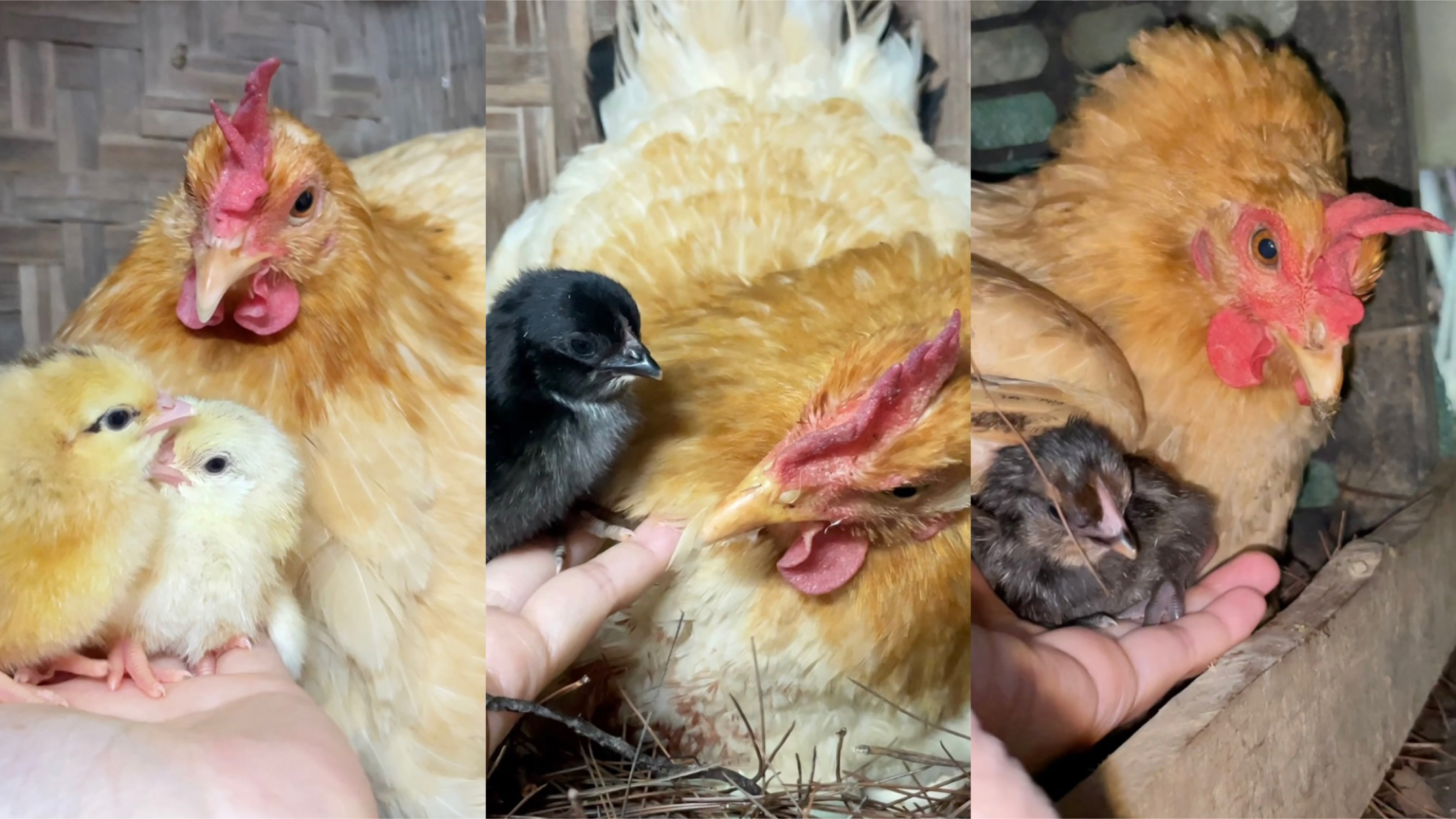 小鸡崽破壳啦!三只鸡妈妈可以搭伙一起带娃了